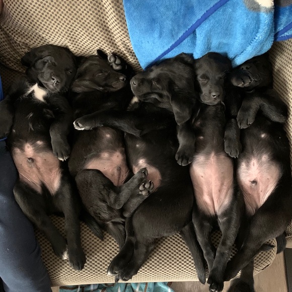 Meet your Posher, Tanya - Picture 2 of 2